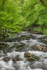 Spring view of forest along Middle Prong of Little Pigeon River-Great Smoky Mountains National Park Art Print